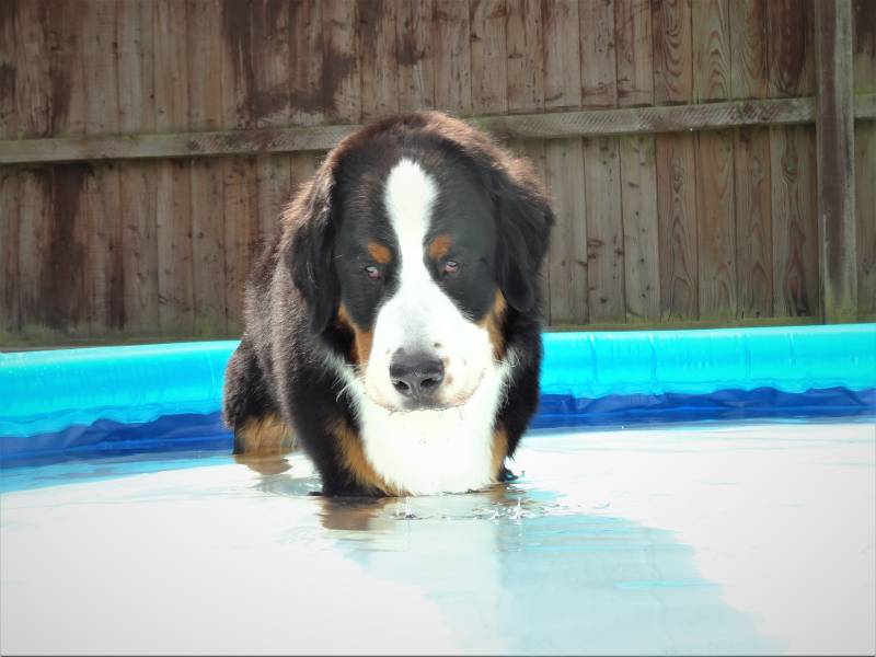 Bernese Mountain Dog standing in the inflatable swimming pool