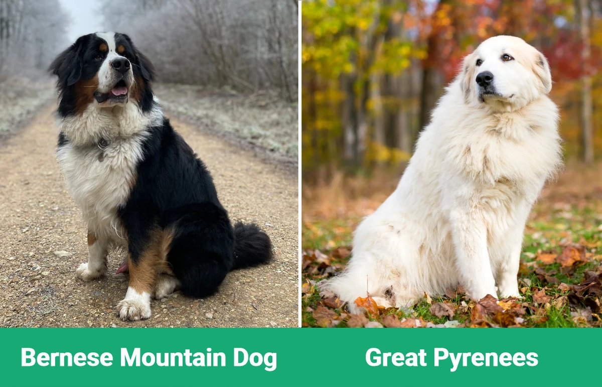 Bernese Mountain Dog vs Great Pyrenees - Visual Differences