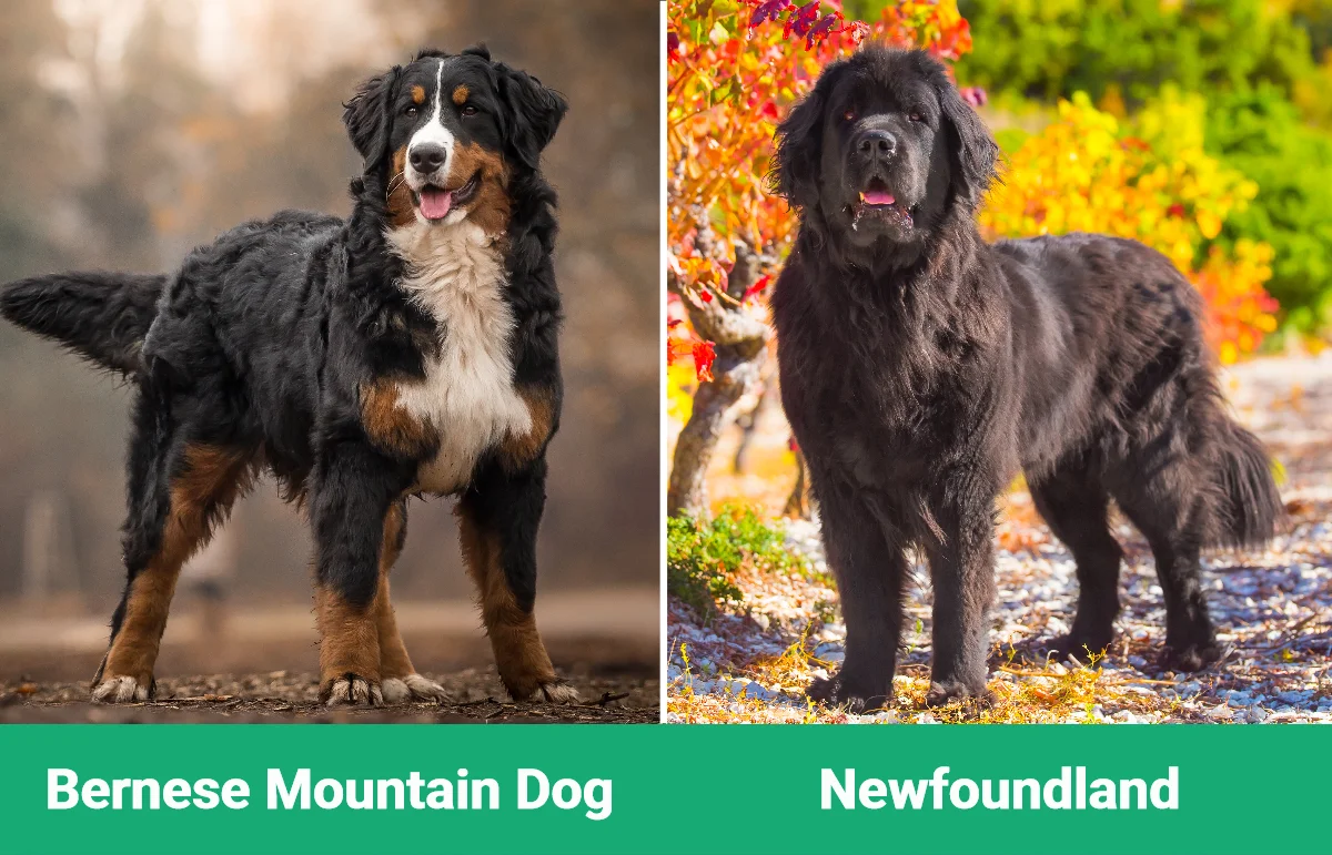 Bernese Mountain Dog vs Newfoundland - Visual Differences