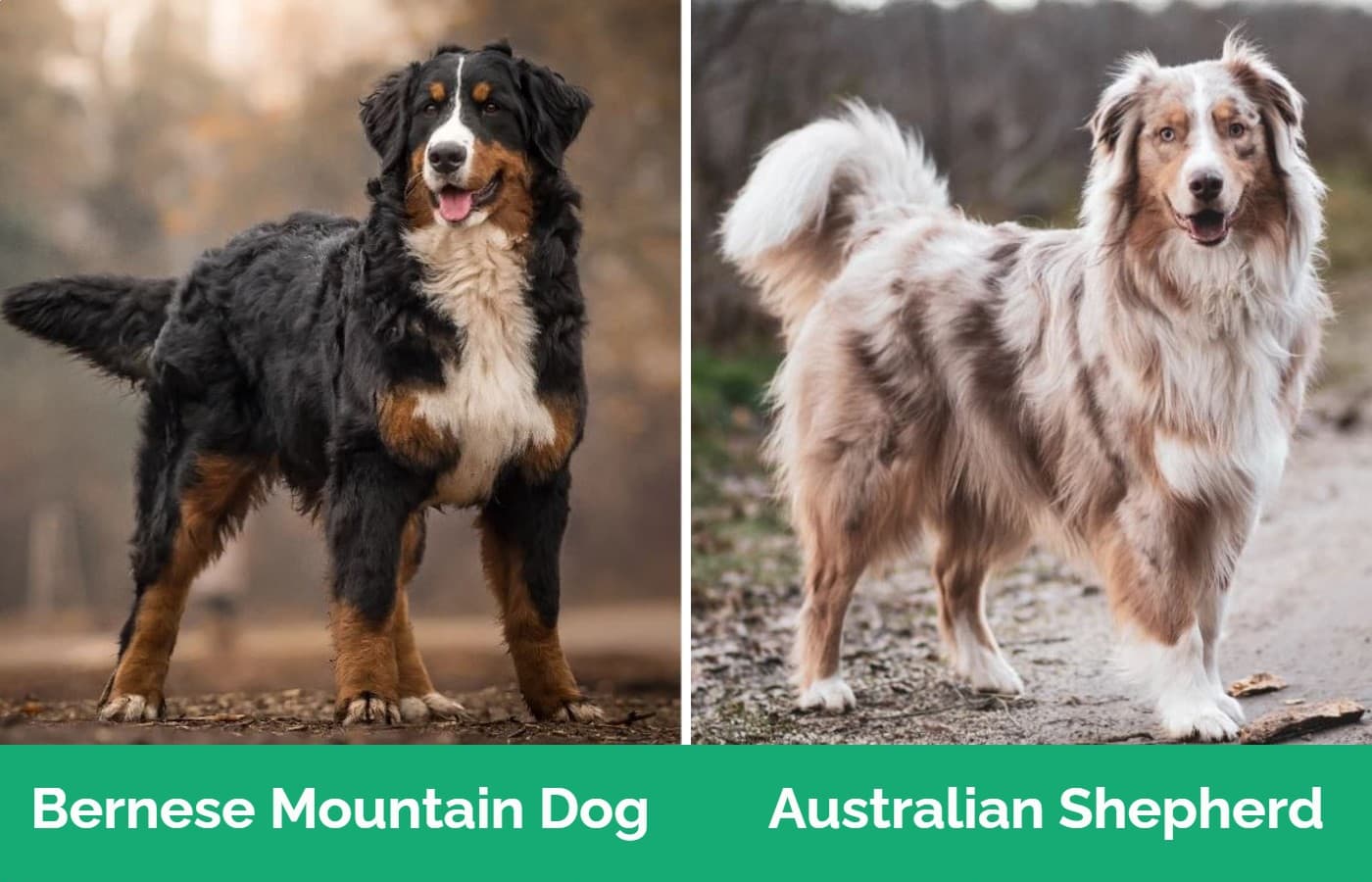 Bernese mountain dog vs australian shepherd 