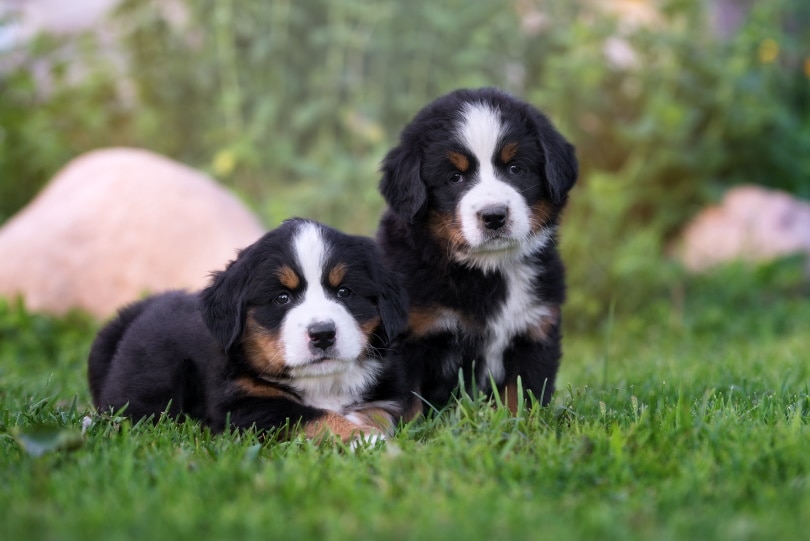 Bernese mountain dog_otsphoto_Shutterstock
