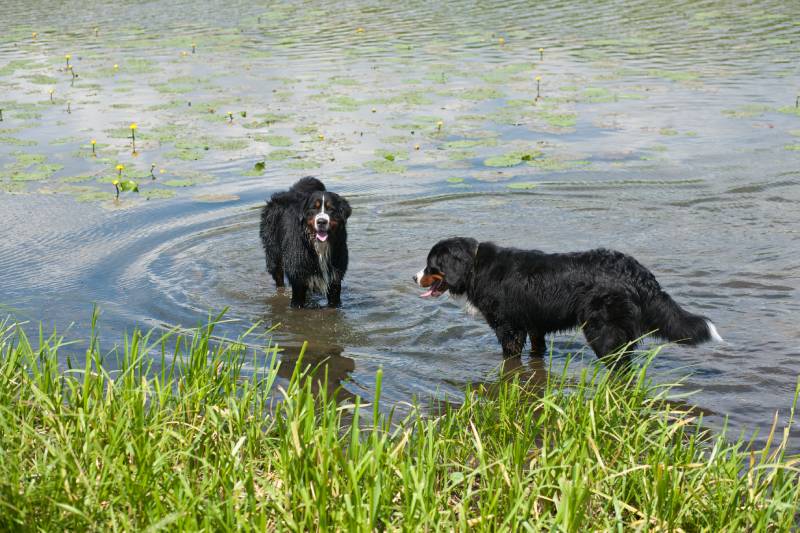 Bernese mountain dogs swimming in the river