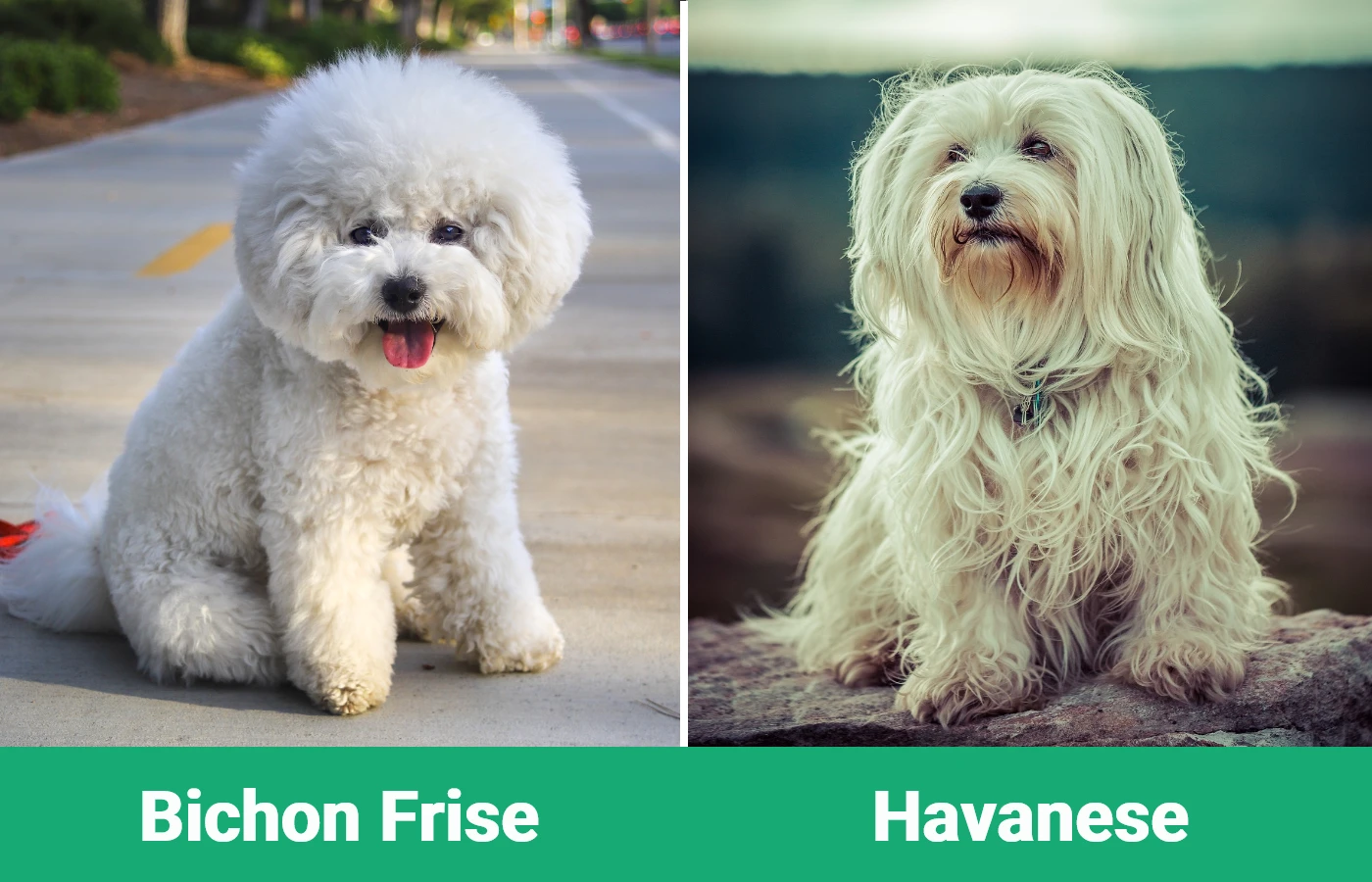 Bichon Frise vs Havanese - Visual Differences