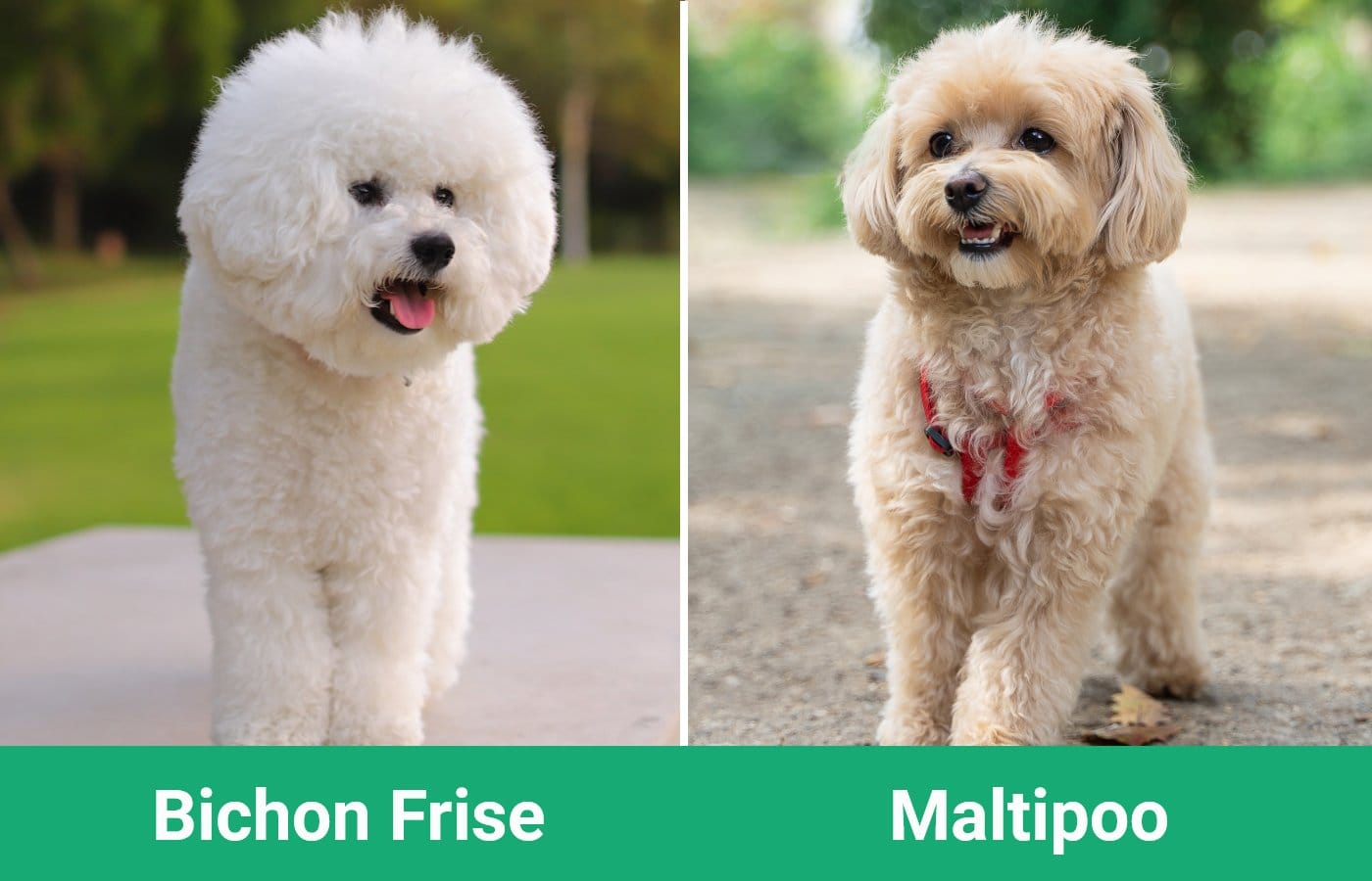 Bichon Frise vs Maltipoo - Visual Differences