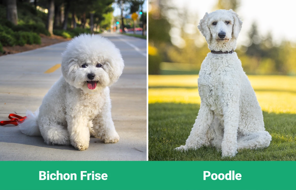 Bichon Frise vs Poodle - Visual Differences