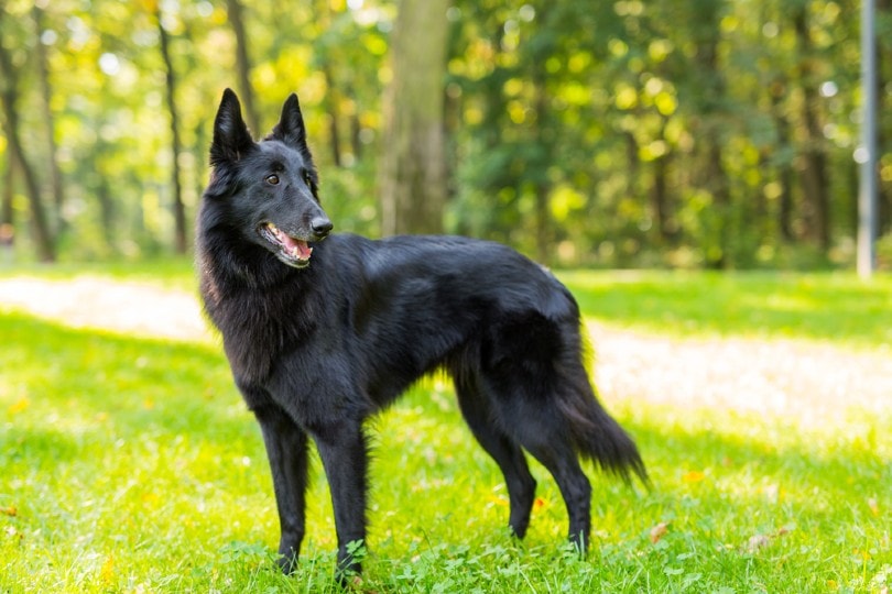 Black Belgian Sheepdog