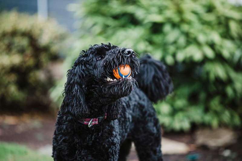Black Labradoodle playing in a green yard
