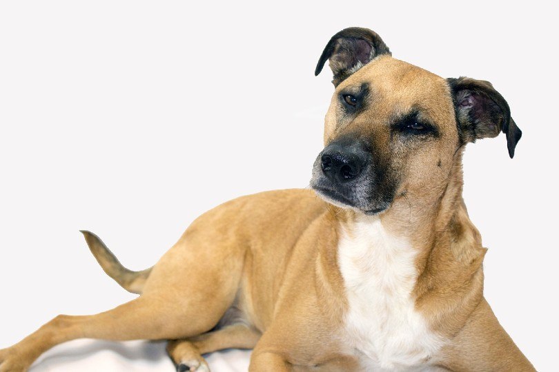 Black Mouth Cur in white background