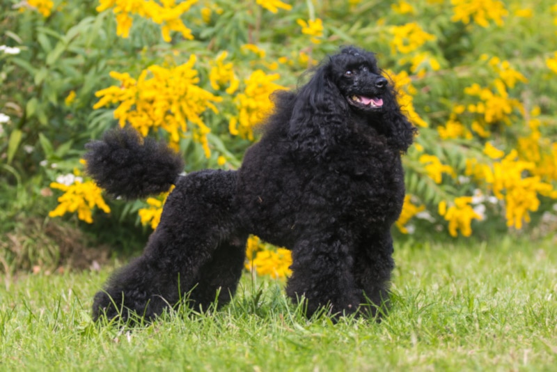 Black Moyen poodle standing in the grass
