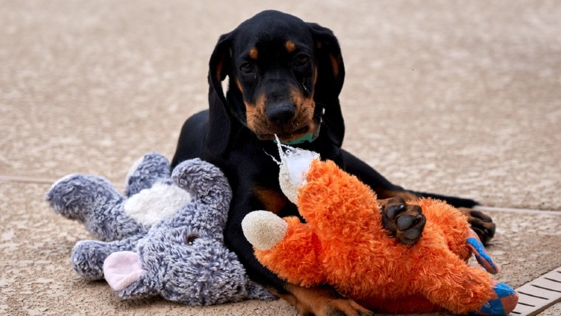 Black and Tan Coonhound puppy