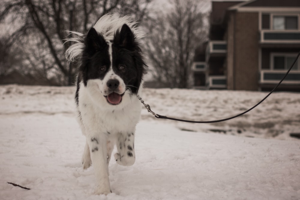 Black and White Fluffy Border Collie Akita Great Pyrenees Mixed Breed Dog Running in Snow