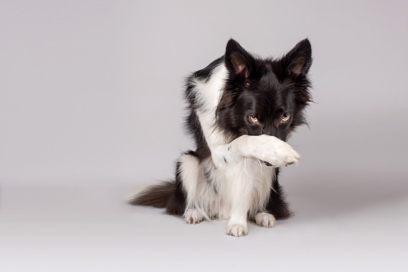 Black and white border collie dog covers face on grey background