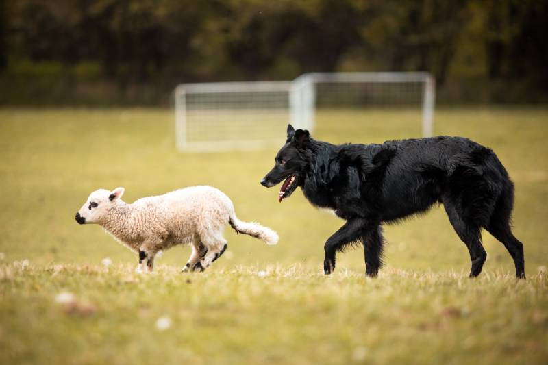 Black australian shepherd dog herding a sheep