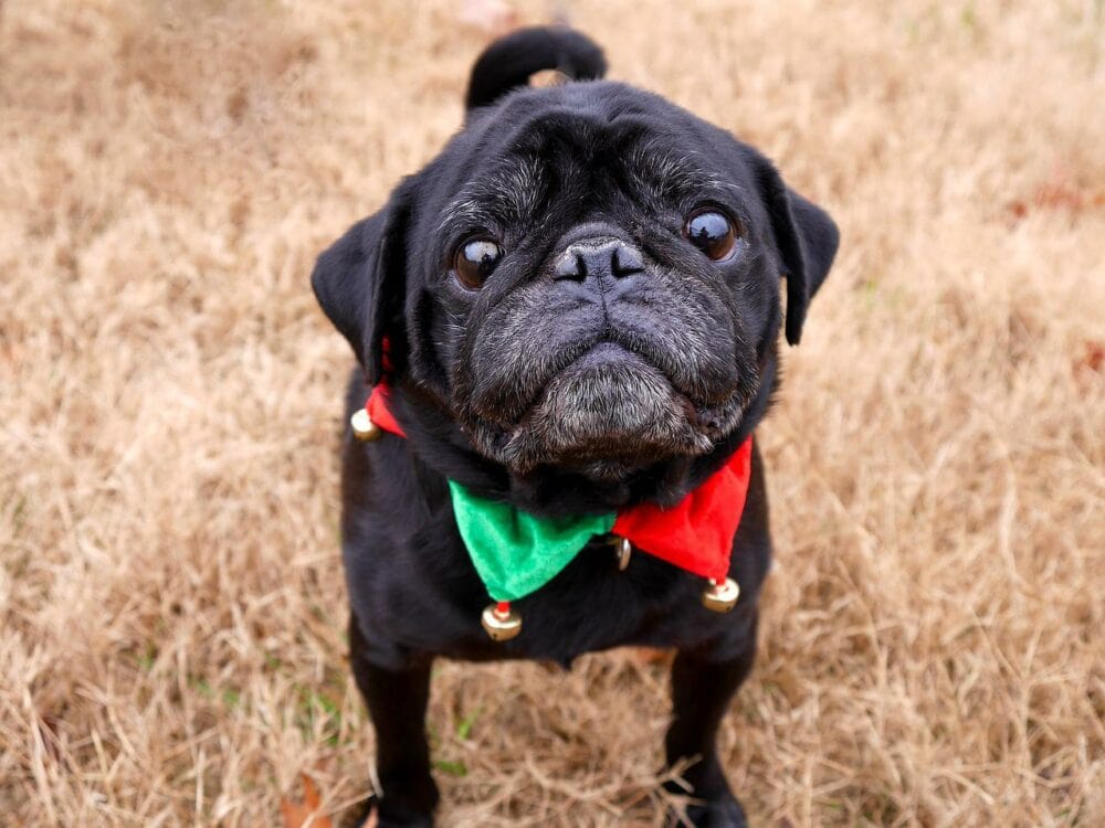 8 Awesome DIY Christmas Dog Collars You Can Make Today (With Pictures ...