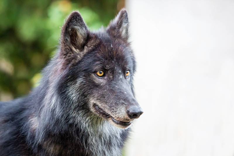 Black dog wolf breed shepherd alone at day portrait