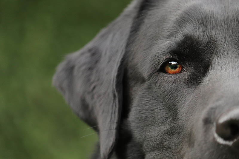 Black Labrador close up