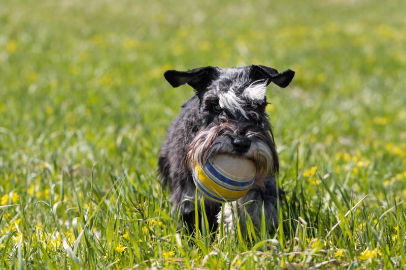 Black miniature schnauzer dog holding ball in lawn close up