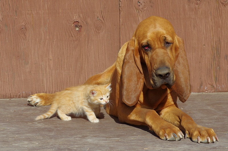 Bloodhound and orange tabby kitten meeting each other
