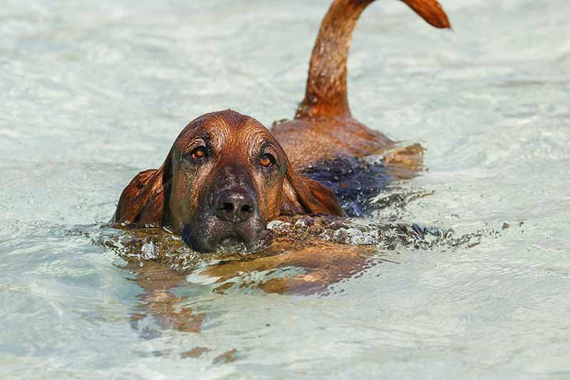 Bloodhound basset hound mix breed dog swimming in the pool