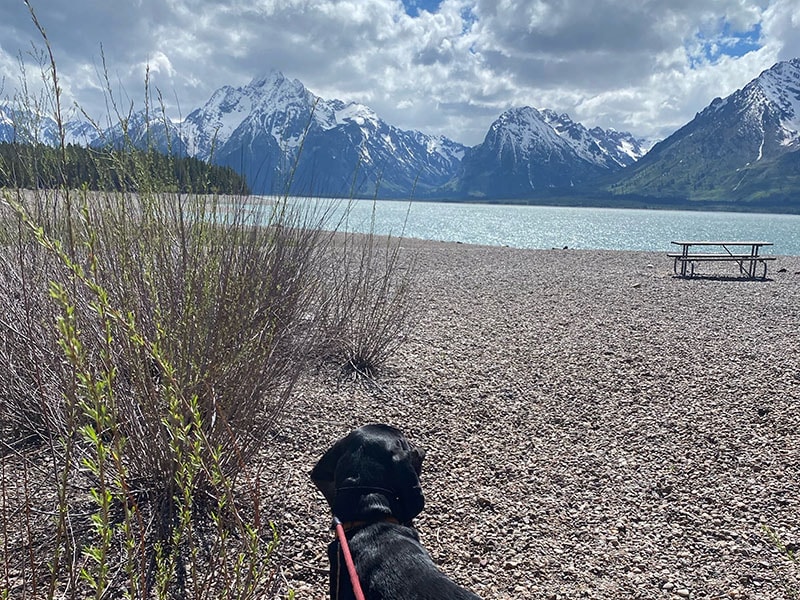 Bloodhound by the Lake, Grand Teton National Park