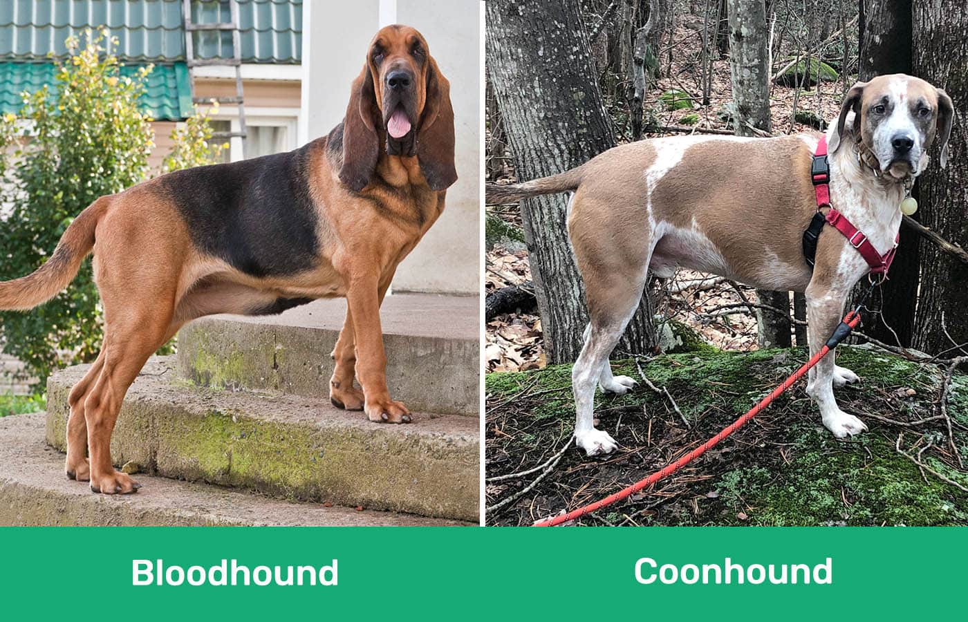 Bloodhound vs Coonhound side by side
