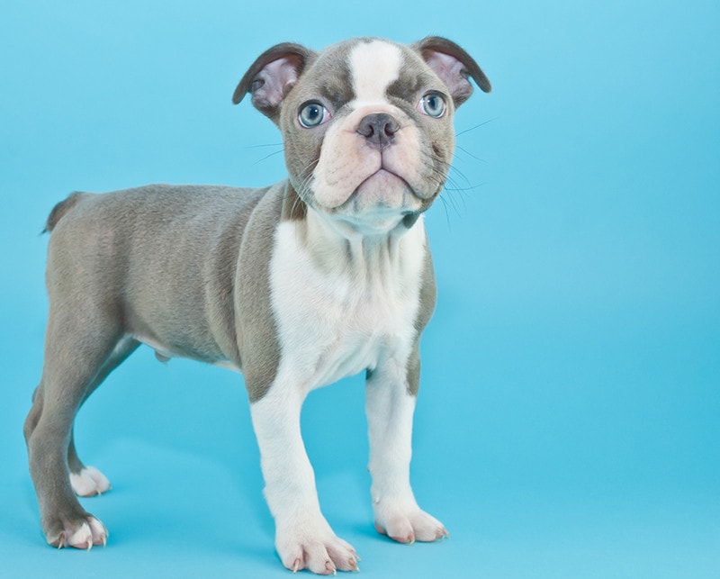 Blue Boston terrier puppy