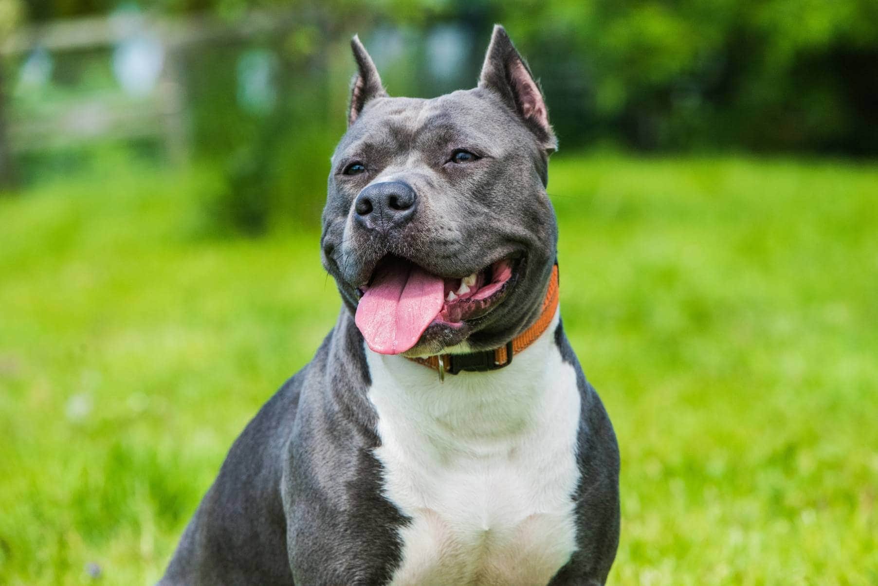 Should Pit Bulls Be Banned? Top 3 Pros and Cons
