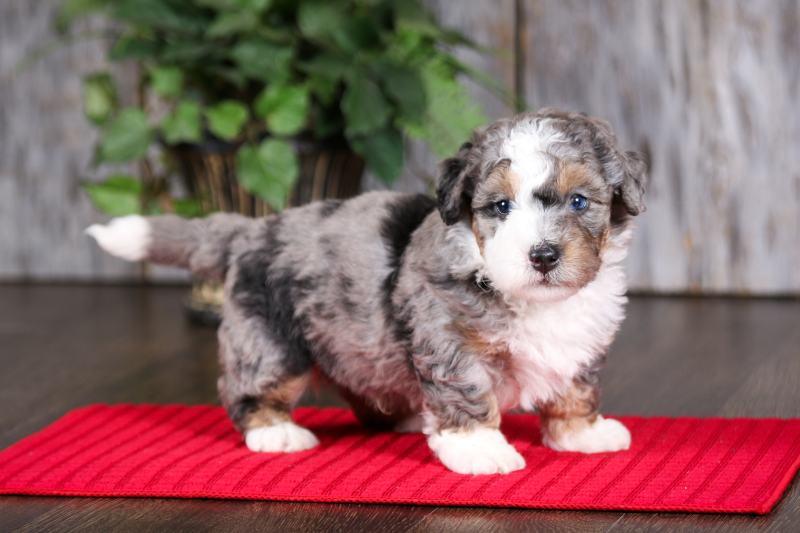 Blue Merle F2 Mini Bernedoodle puppy looking at camera