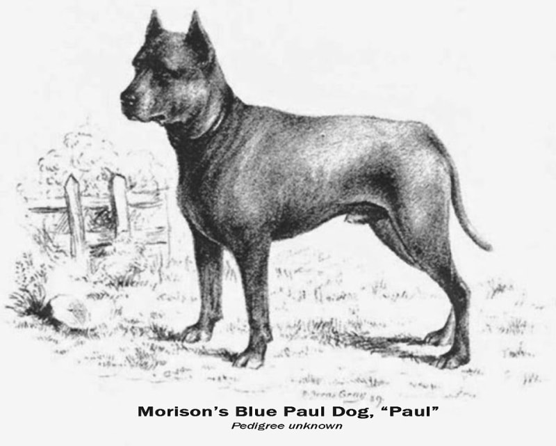 Blue Paul Terrier dog illustration
