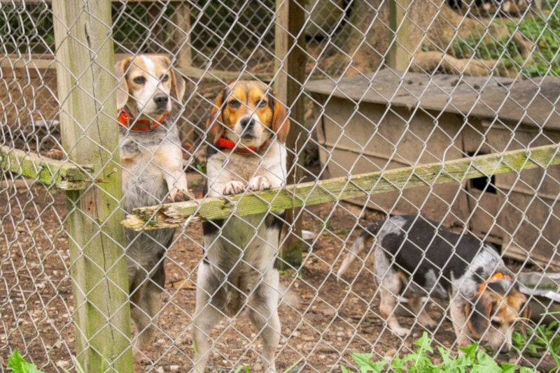 Blue tick beagles in a cage