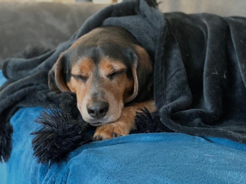 Bluetick beagle puppy sleeping