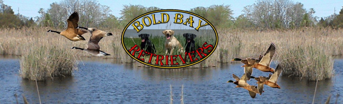 Bold Bay Retrievers