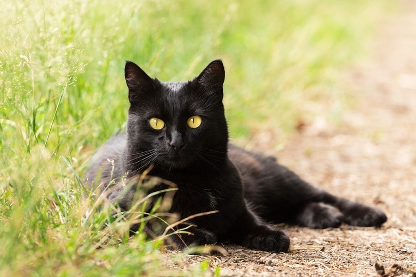 Bombay-black-cat-portrait_Viktor-Sergeevich_shutterstock