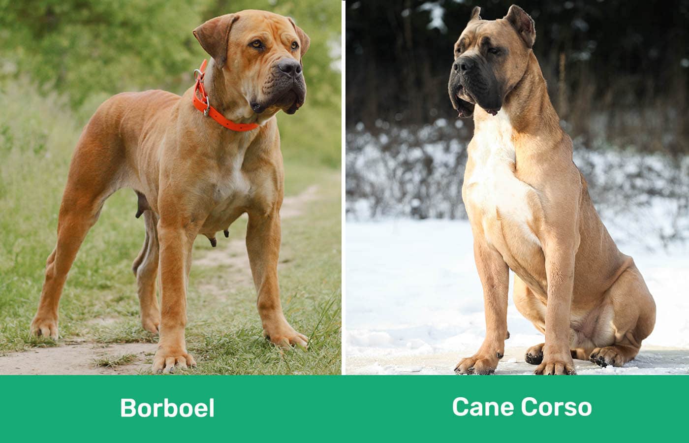 Borboel vs Cane Corso side by side
