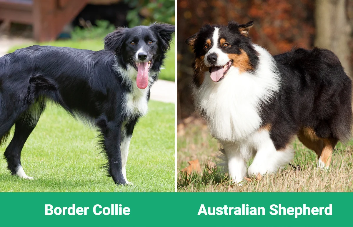 Border Collie vs Australian Shepherd - Visual Differences