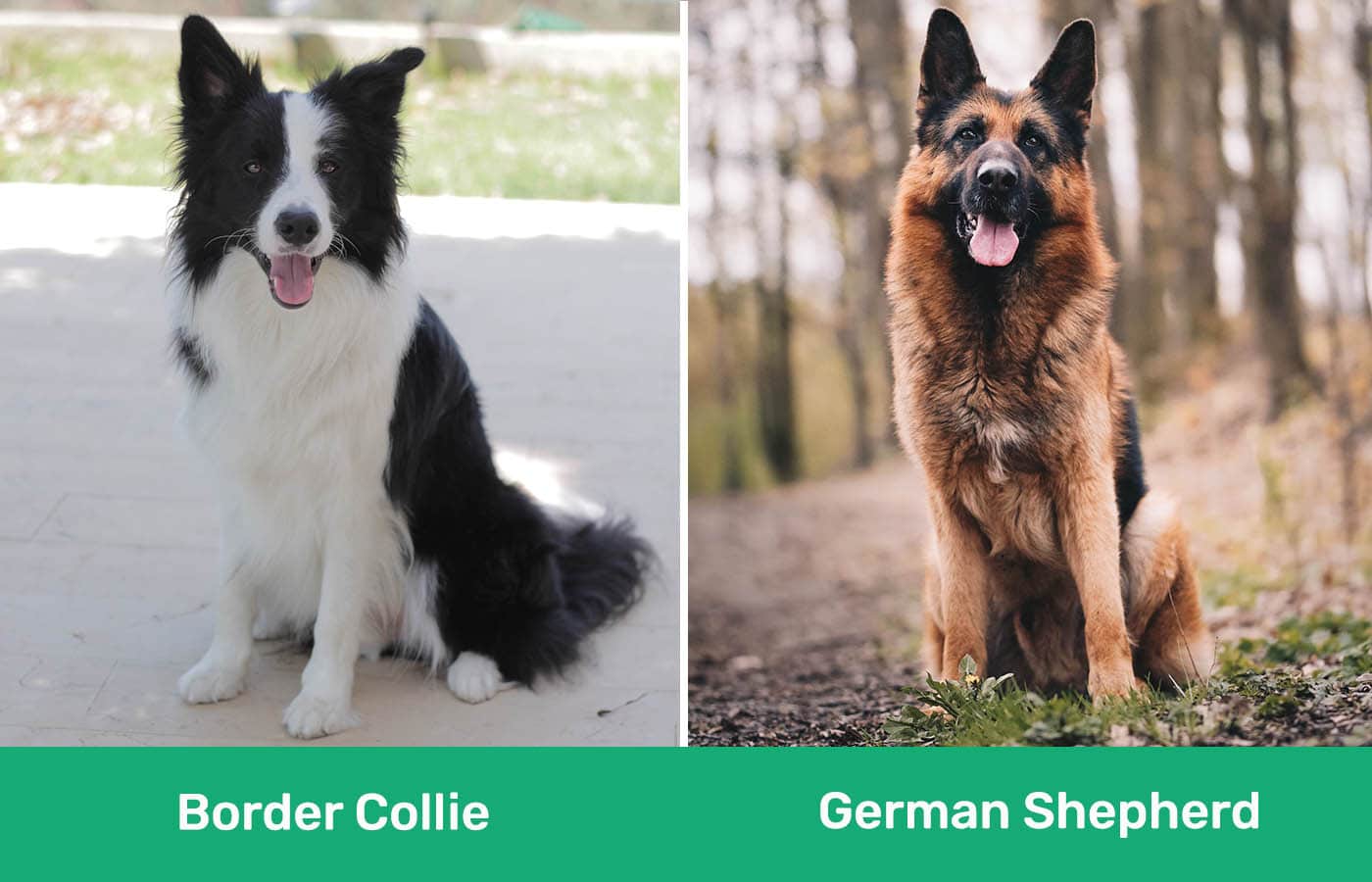 Border Collie vs German Shepherd side by side