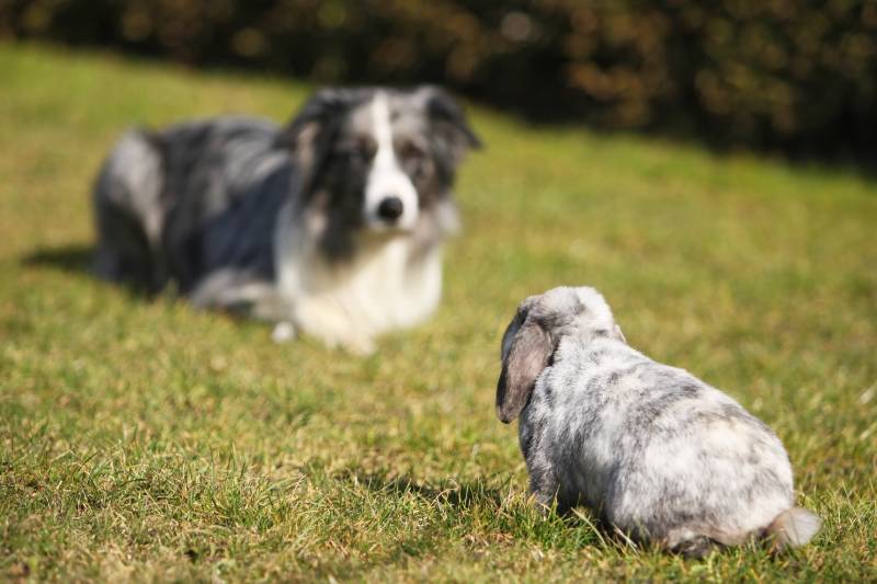 Border collie dog looking a domestic rabbit head to head