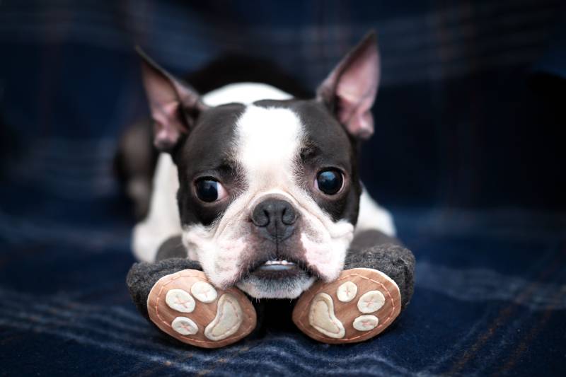 Boston Terrier dog in cozy warm handmade boots on the sofa at home