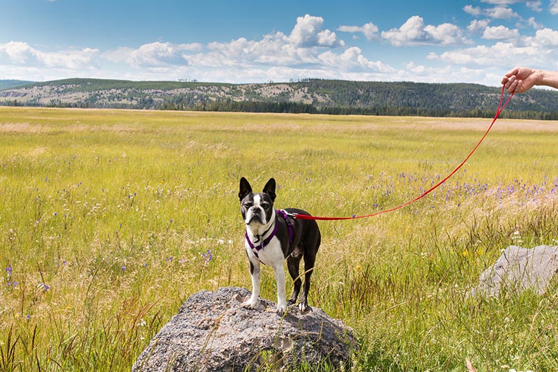Boston Terrier dog on the rock in Yellowstone National Park