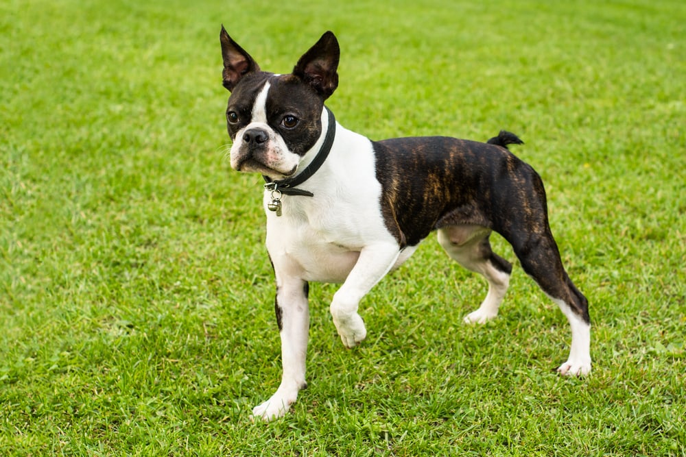 brindle boston terrier standing on the grass