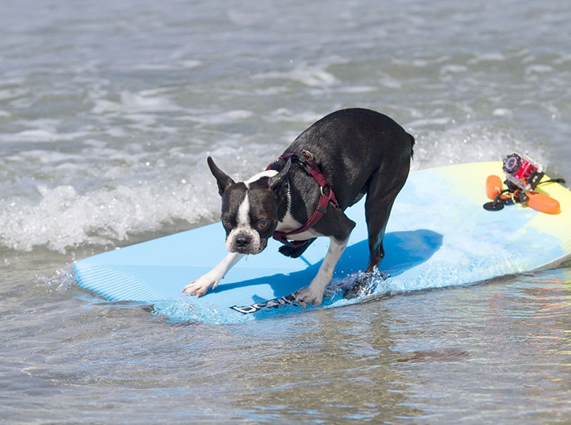 Boston Terrier surfing on the beach on a sunny say