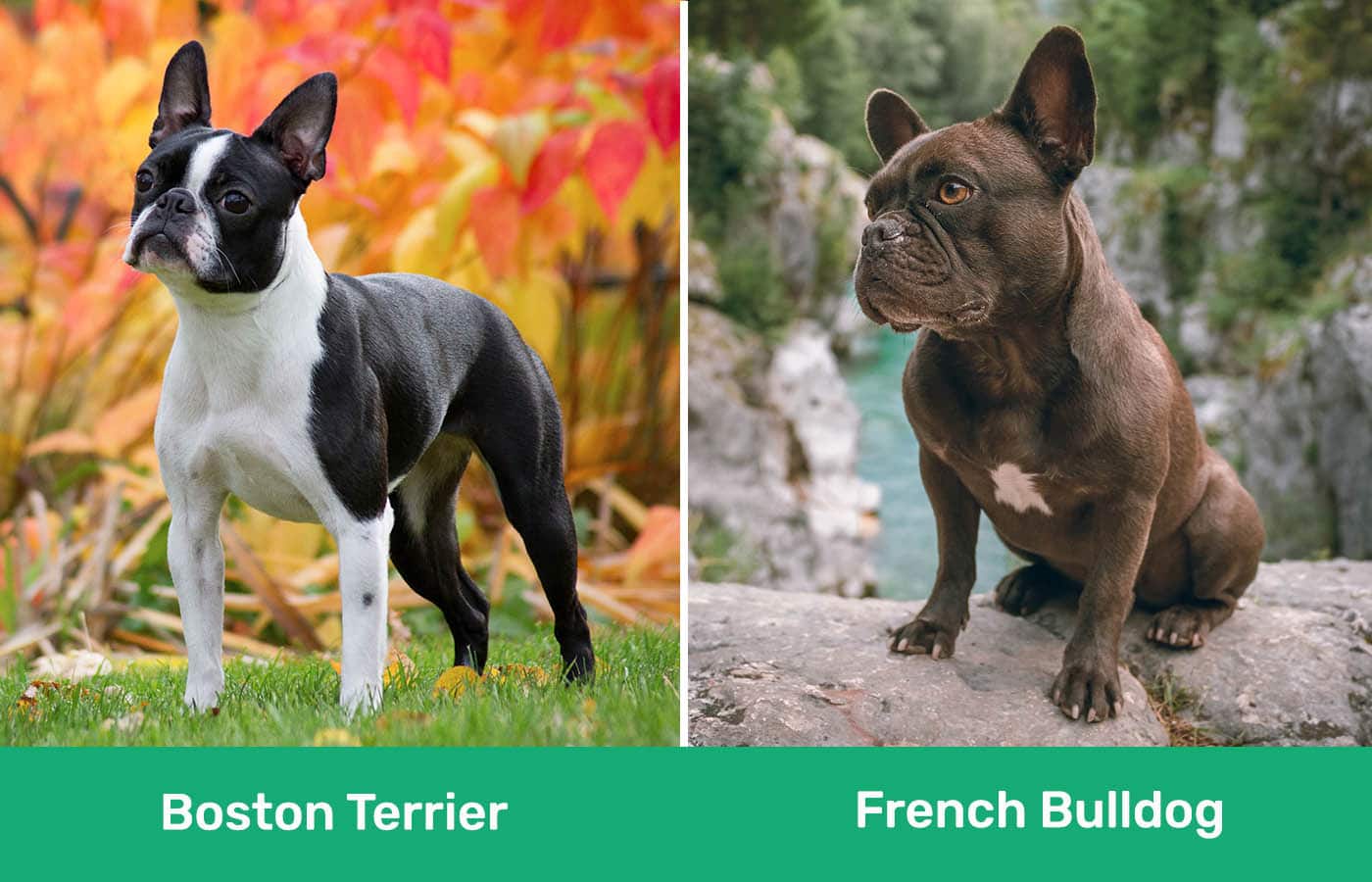 Boston Terrier vs French Bulldog side by side