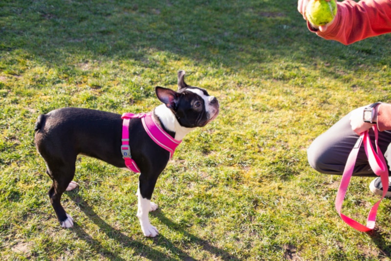 Boston terrier with a trainer