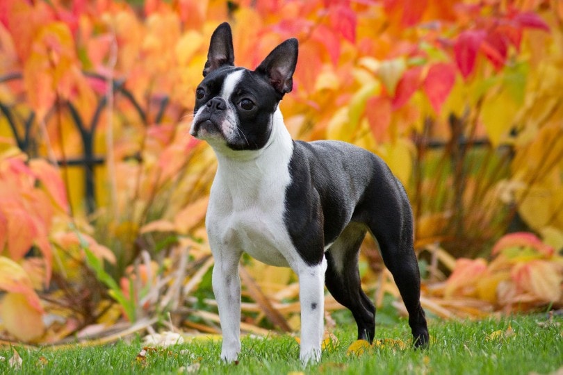 boston terrier dog standing on the lawn