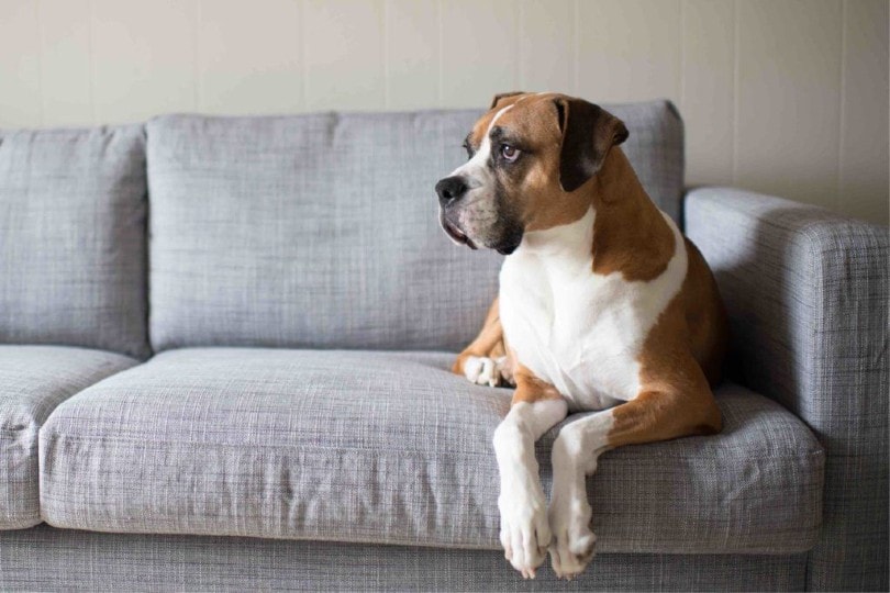 Boxer Basset sitting on couch