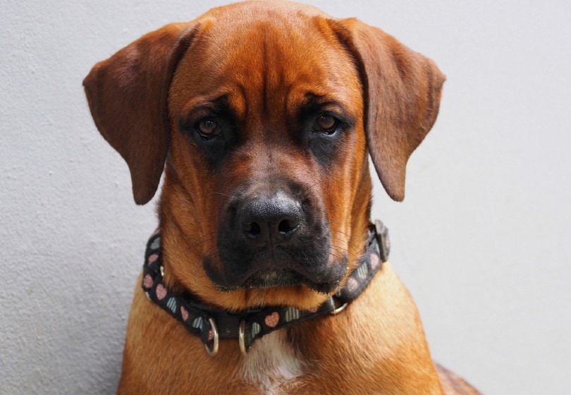 Boxer and Rottweiler Mix