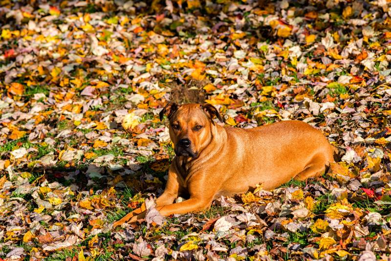 Boxweiler dog lying in autumn leaves