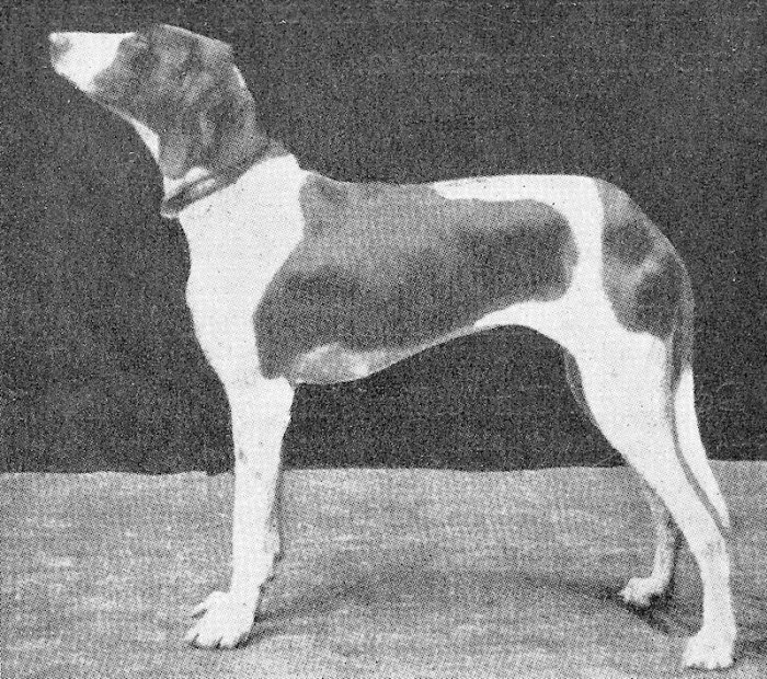 Braque Dupuy extinct dog breed old photograph