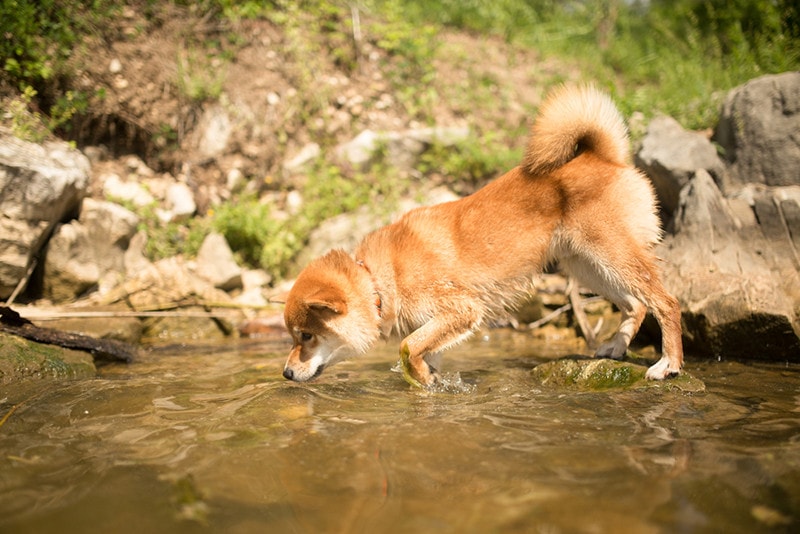 Bright beautiful red shiba inu dog drinks water