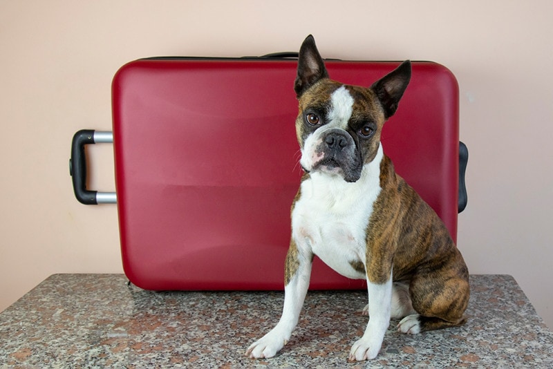 Brindle Boston Terrier with luggage